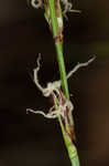 Blue Ridge sedge